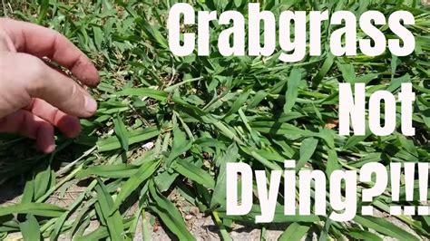 Diy How To Kill Crabgrass My Crabgrass Is Not Dying How To Prevent
