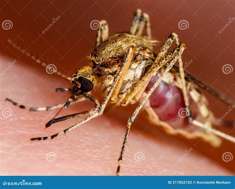 Malaria Infectious Mosquito Bite On Green Background Leishmaniasis