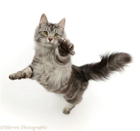 Silver Tabby Cat Jumping Up And Swiping Photo Wp46046