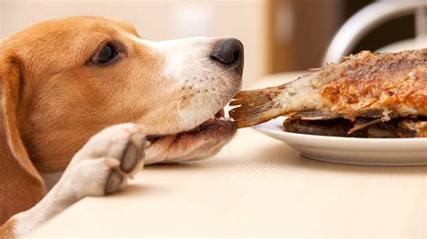 9 Foods You Should Never Feed Your Pet
