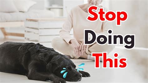 10 Things Dogs Hate That Humans Do Understanding Dogs Dislikes Youtube