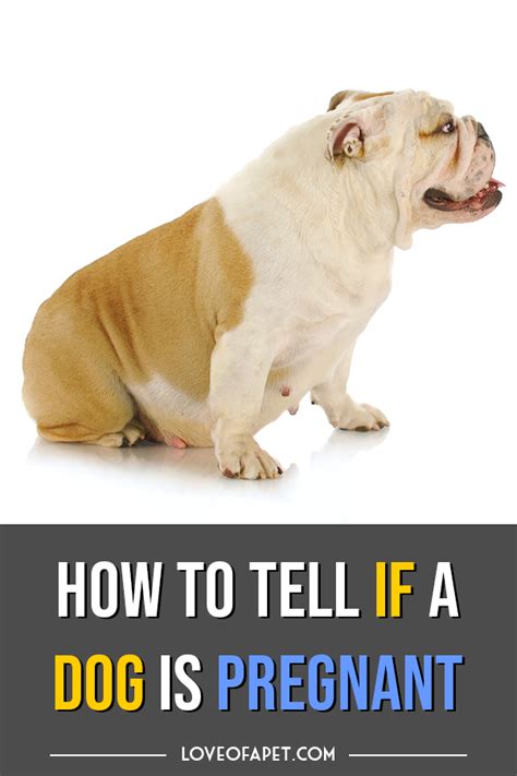 How To Tell If Your Dog Is Pregnant Your Favorite Images Dog