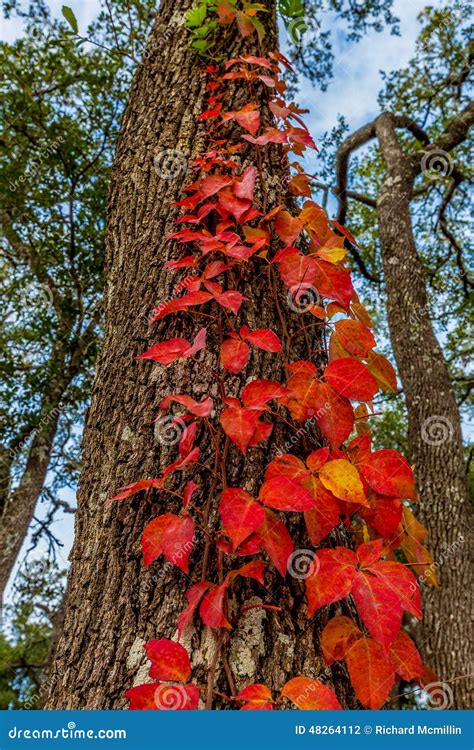 Fiery Red Fall Leaves On Vine In Tree Stock Photo Image Of Gripping