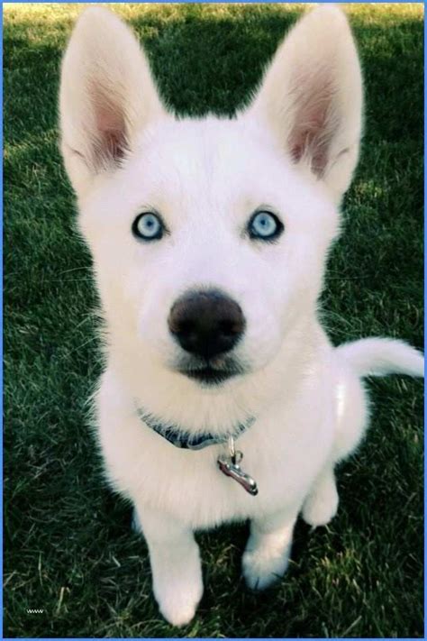 White Husky With Blue Eyes Cute Dogs Cute Animals Puppies With Blue