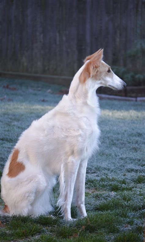 Borzoi Russian Wolfhound For Sale In Uk 55 Used Borzoi Russian Wolfhounds