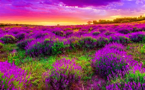 Landscape Field With Purple Spring Flowers Beautiful Sunset Desktop Hd ...