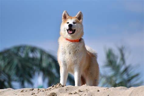 History And Characteristics Of The Akita Dog Breed Pethelpful