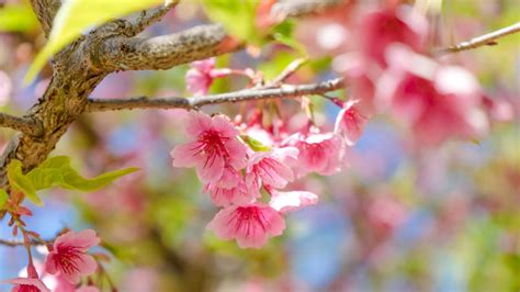 No other plant, all on its own, can make a. Top 10 Flowering Trees