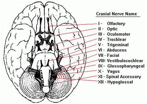 cranial nerves cranial nerves cranial nerves mnemonic nerve
