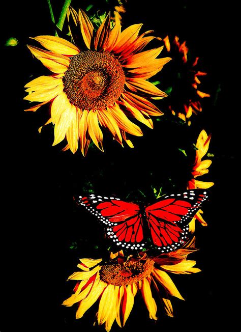 Butterfly And Sunflower Photograph By Steve Mckinzie