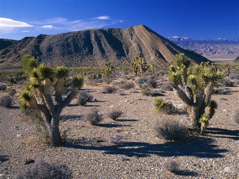 Free Download Joshua Trees Nevada Nature 1600x1200 For Your Desktop