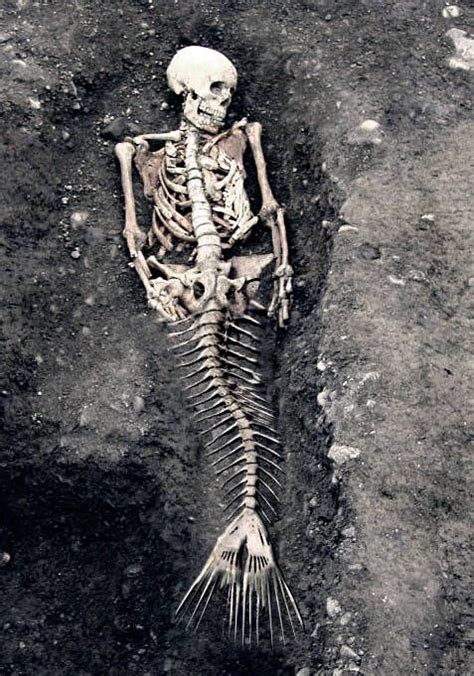 Mermaid Skeleton Real Mermaids Real Life Mermaids Mermaid Skeleton