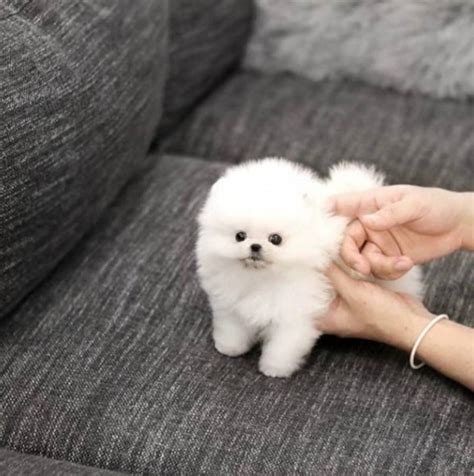 Healthy Teacup White Pomeranian Puppies For Sale Pets Free