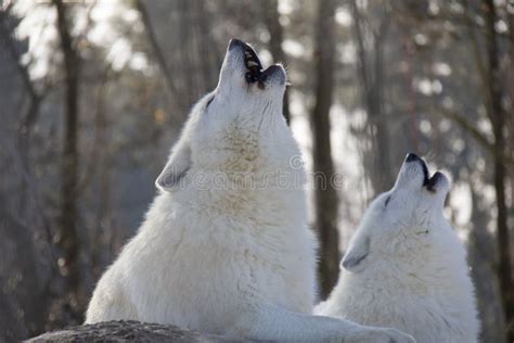 Howling Arctic Wolves Stock Photo Image Of Arctic Curious 146376642