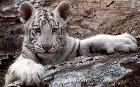 72 Baby White Tiger Wallpaper Wallpapersafari