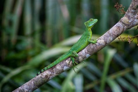 Top 10 Plumed Basilisk Facts The Lizard That Can Walk On Water