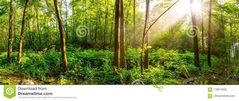 Sunrise In A Green Forest With Brook Stock Image Image Of Green