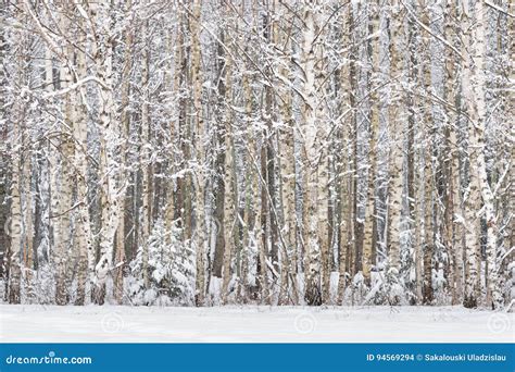 Russian Birches Russian Winter Landscape With Snow Covered Birch