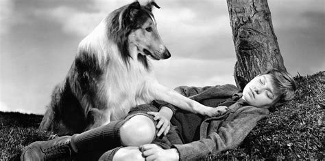 The Top 25 Dog Movies
