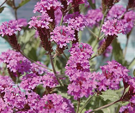 Verbena Hardy Rigida Santos Purple Perennial Plug Plants Pack X6