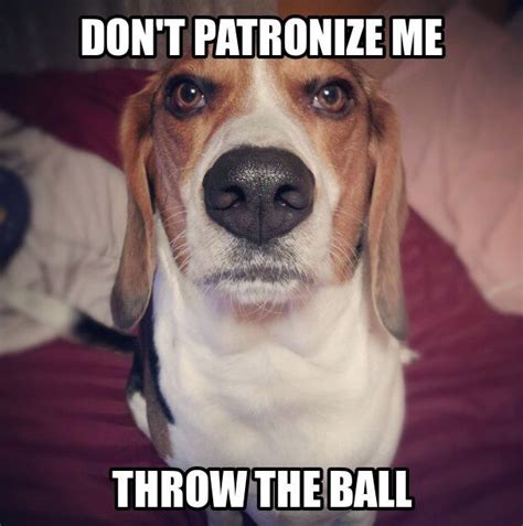Beagle Funny Jokes Funny Annoyed Beagle Humor Hound Beagle Dogs