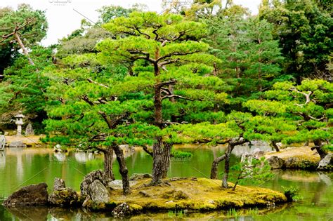Pine Tree In Japanese Garden High Quality Nature Stock