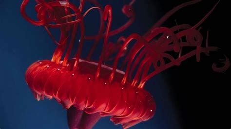 Deep Sea Oddities From The Census Of Marine Life Fox News