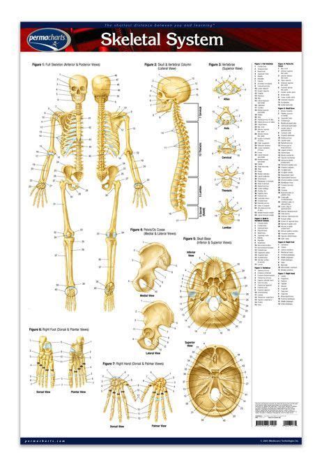 Skeletal System Poster Size 24 X 36 Laminated The Skeletal System