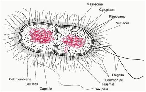 Bacteria Cells Cell Wall Shapes Labeled Diagram And Structure