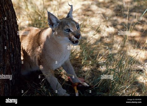 Namibia Kalahari Desert Caracal Felis Caracal By Tree Stock Photo