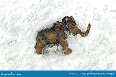Mamut Gigantesco Congelado En El Hielo Imagen De Archivo Imagen De