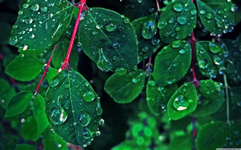 Green Leaf Rain Wallpapers Top Free Green Leaf Rain Backgrounds