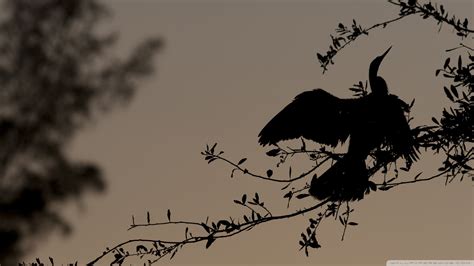 Free Download Bird On Branch Silhouette Wallpaper 1920x1080 For Your