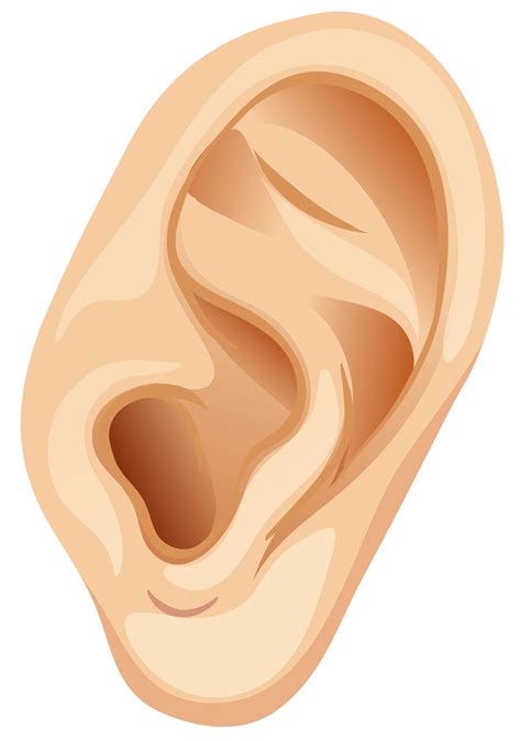 A Human Ear On White Background Vector Art At Vecteezy