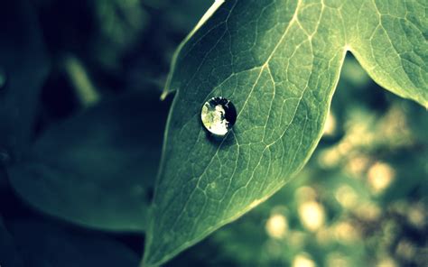 Photography Nature Plants Water Drops Macro Leaves Wallpapers Hd