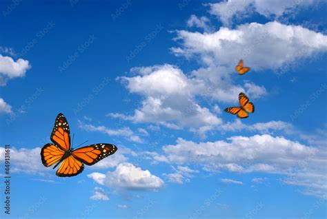 Bright Butterflies Flying In The Blue Sky With Clouds Flying Orange