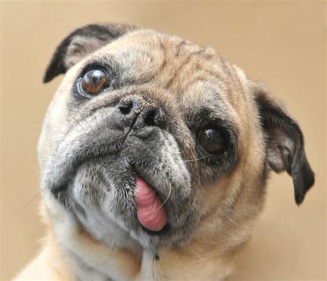 Pictures Of Dogs Making Funny Faces Popsugar Uk Pets
