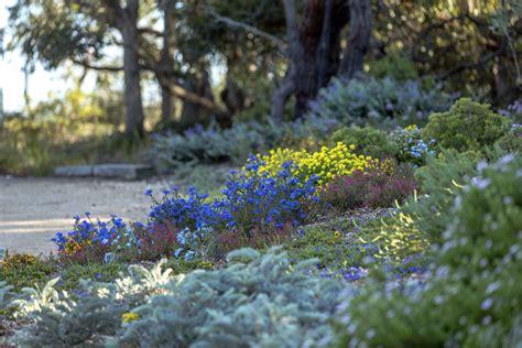 The True Blue Garden Native Plant Project