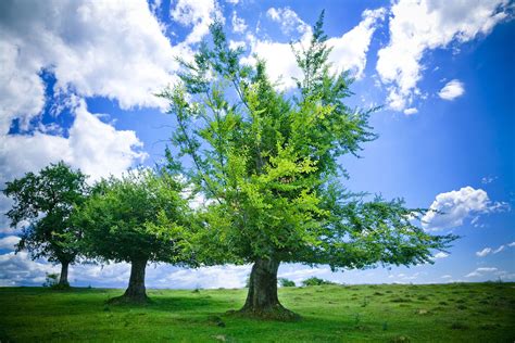 What Trees Are Dangerous For Dogs