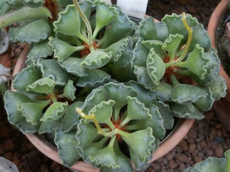 Adromischus Cristatus Is A Small Slow Growing Succulent With Up To 2