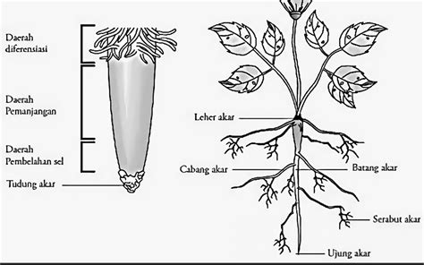 Struktur Jaringan Tumbuhan Akar Batang Dan Daun Freedomsiana