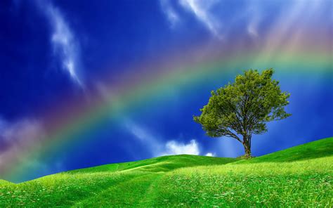 Download Blue Green Grass Field Tree Nature Rainbow Hd Wallpaper