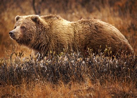 Grizzly Bear History And Some Interesting Facts