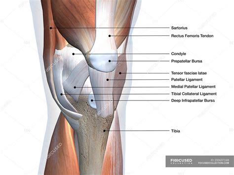Anterior View Of Knee Muscles And Ligaments With Labels On White