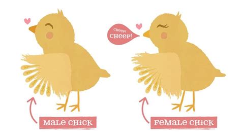 Chicken Sexing How To Determine The Gender Of Your Chickens Baby