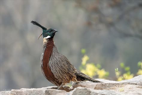 Top 25 Wild Bird Photographs Of The Week 85 National Geographic Blog