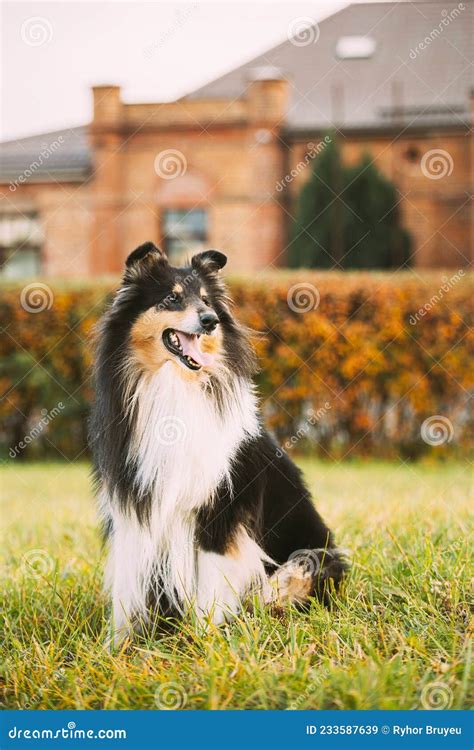 Tricolor Rough Collie Funny Scottish Collie Long Haired Collie