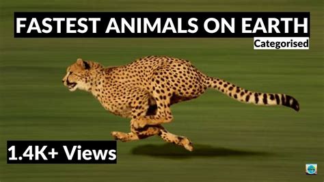 The Fastest Animals On The Planet 2022 Comparison Rare Facts