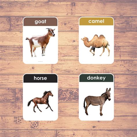 Farm Animals Real Pictures Flash Cards Montessori Educational