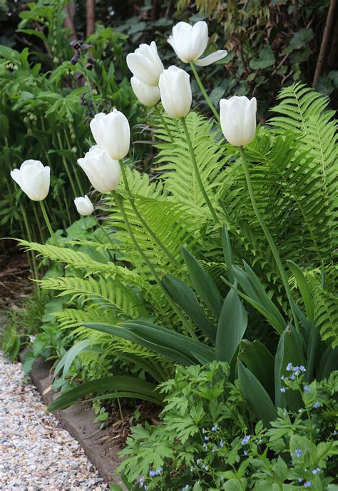 Join dave's garden to share your own gardening knowledge. February To-Do: 10 Flowers and Ferns to Preorder Now ...